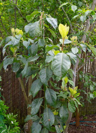 (April 28, 2026) Spring -- Looking good heading into warmer weather. 