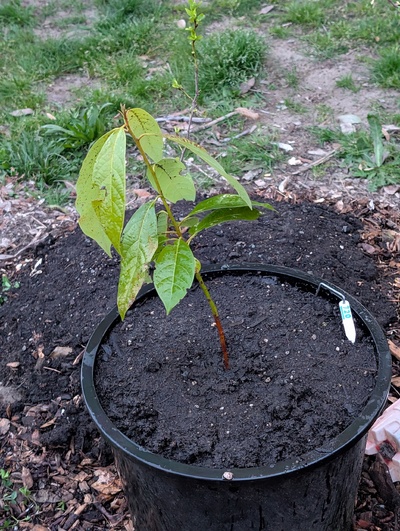 (April 30, 2026) Update -- Potted up