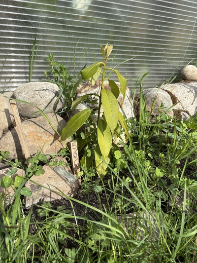 (May 8, 2026) Spring -- Survived winter
