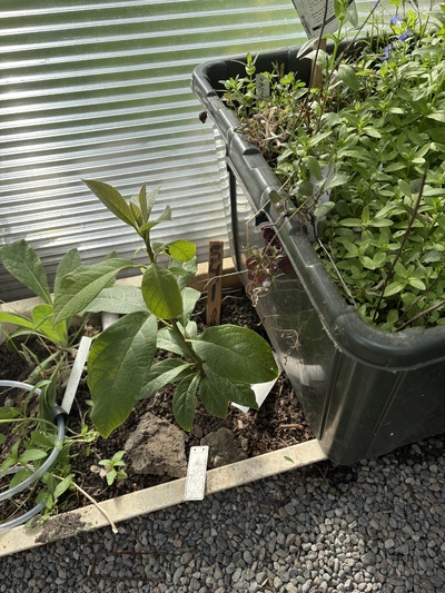 (May 8, 2026) Spring -- Looks happy. Already has new growth