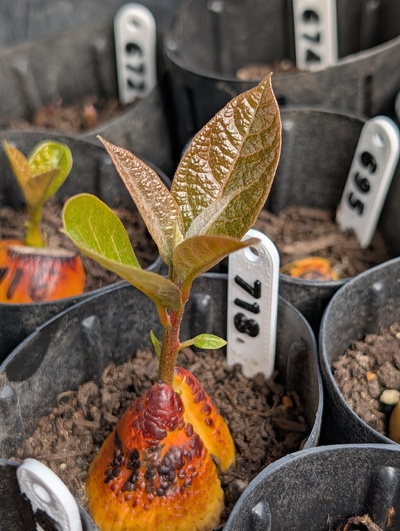 (May 12, 2026) Update -- Still the largest Qing seedling so far this spring
