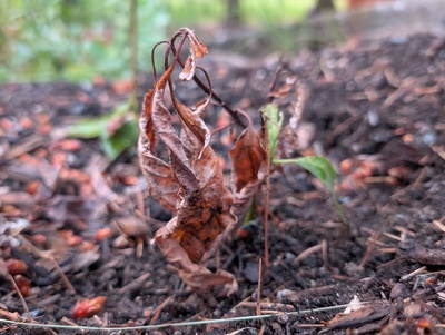 (May 26, 2026) Update -- Not quite dead but not looking great. Will probably cull.
