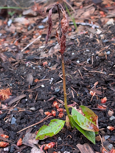 (May 26, 2026) Update -- Kept a few leaves at the base but it's in sad shape