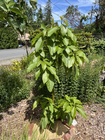 (June 21, 2026) Summer update -- Tree is healthy and growing well. Did not defoliate this mild winter except near the top. The tree was in an open top "tent" for the winter which was removed in April. 
