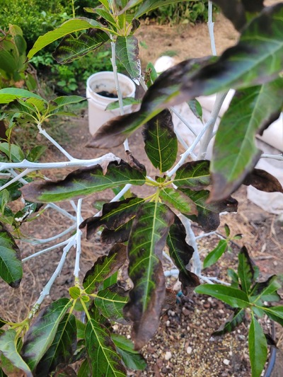 (July 2, 2026) Dead by transplant -- Transplanted 2025-08, died in New location over Winter. 