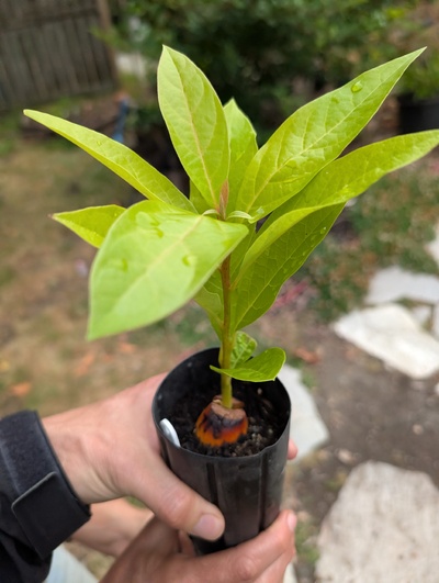 (July 17, 2026) Distributed -- Tree was distributed yesterday, will likely be assigned soon.