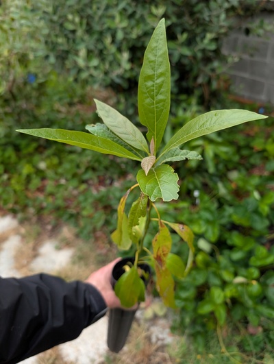 (July 17, 2026) Update -- Tree was distributed yesterday, will likely be assigned soon.