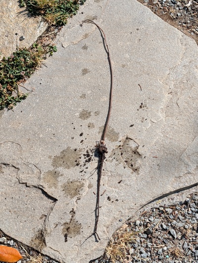 (July 24, 2026) Dead  -- Not sure what killed it