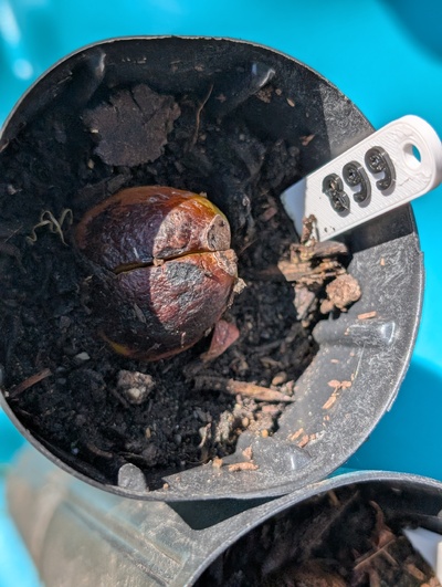 (July 24, 2026) Update -- Still no sprout, but seed still appears to be alive