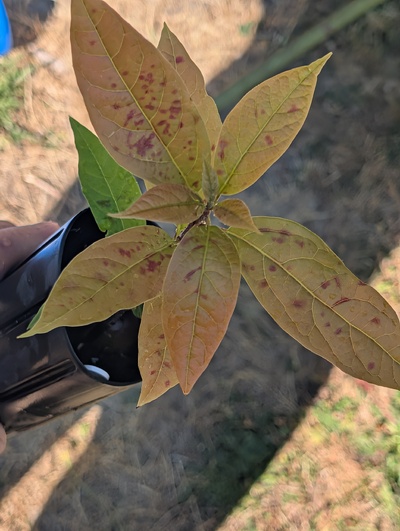 (August 1, 2026) Update -- Weird splotches on the leaves, but otherwise healthy enough