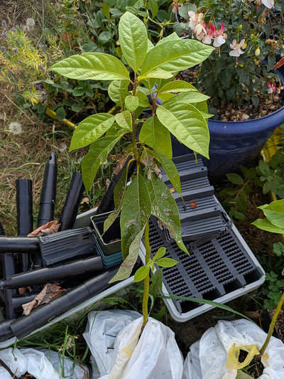 (August 8, 2026) Late Summer Transplant Update -- Good summer growth, gained about a foot. Dug up well no shock yet.