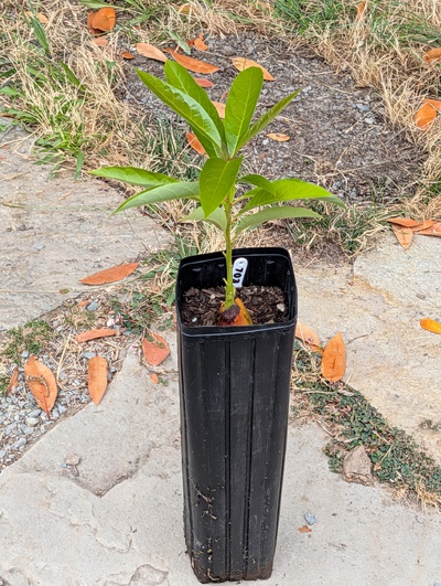 (August 16, 2026) Update -- Doing well, but lower leaves have shown some kind of nutrient or root stress, and were removed to make it easier to water.