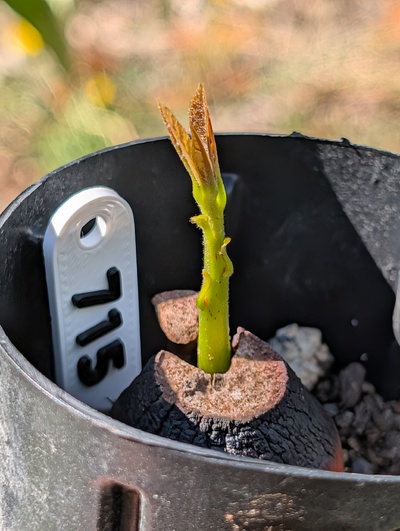 (September 1, 2026) Update -- Finally starting to sprout
