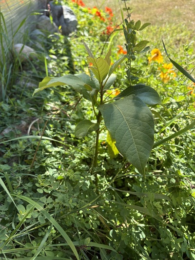 (September 7, 2026) Summer -- Small, good health