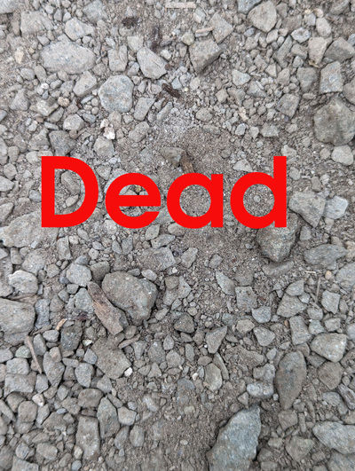 (September 7, 2026) Dead -- Did not survive winter