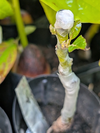 (September 30, 2026) Update -- Graft has been very slow to bud out, but does appear to be alive still.