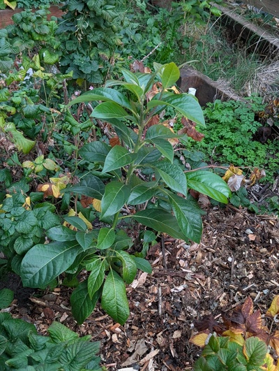 (October 5, 2026) Update -- Grew very nicely this season.