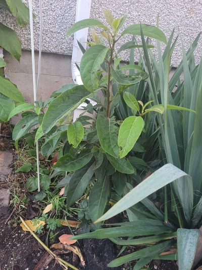 (October 26, 2023) Pre-Winter Report  -- Tree bare rooted for import into Canada late June of 2023. Planted in ground early July.  Planted at SW corner of the house for heat microclimate.  Tree has grown significantly this summer.  