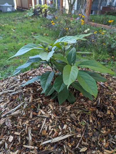 (October 26, 2023) Report -- Grew vigorously this year despite zero protection last winter. Hopefully it'll survive somewhat above ground this time around!
