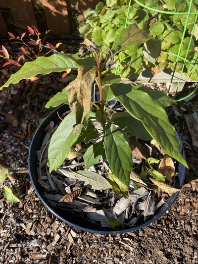 (October 30, 2023) Post frost/freeze -- Temps were down to 27 on my digital thermometer. Damage on newer leaves, but brand new growth looks fine. 